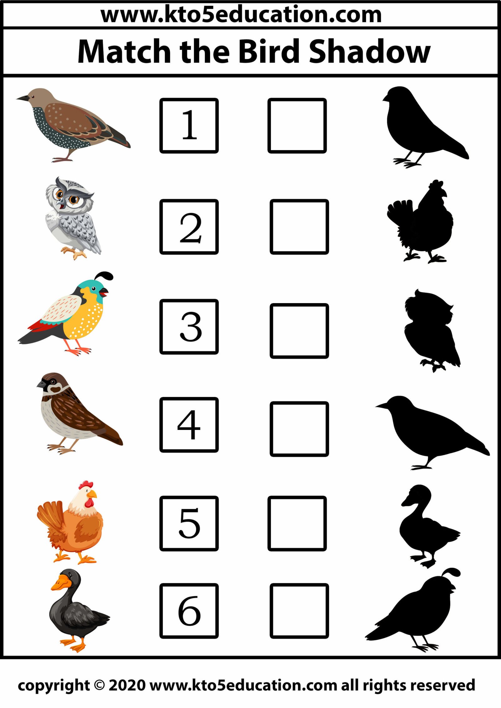 Birds worksheets. Найди тень птицы. Найди тень птицы для детей. Birds Worksheets for Kids.