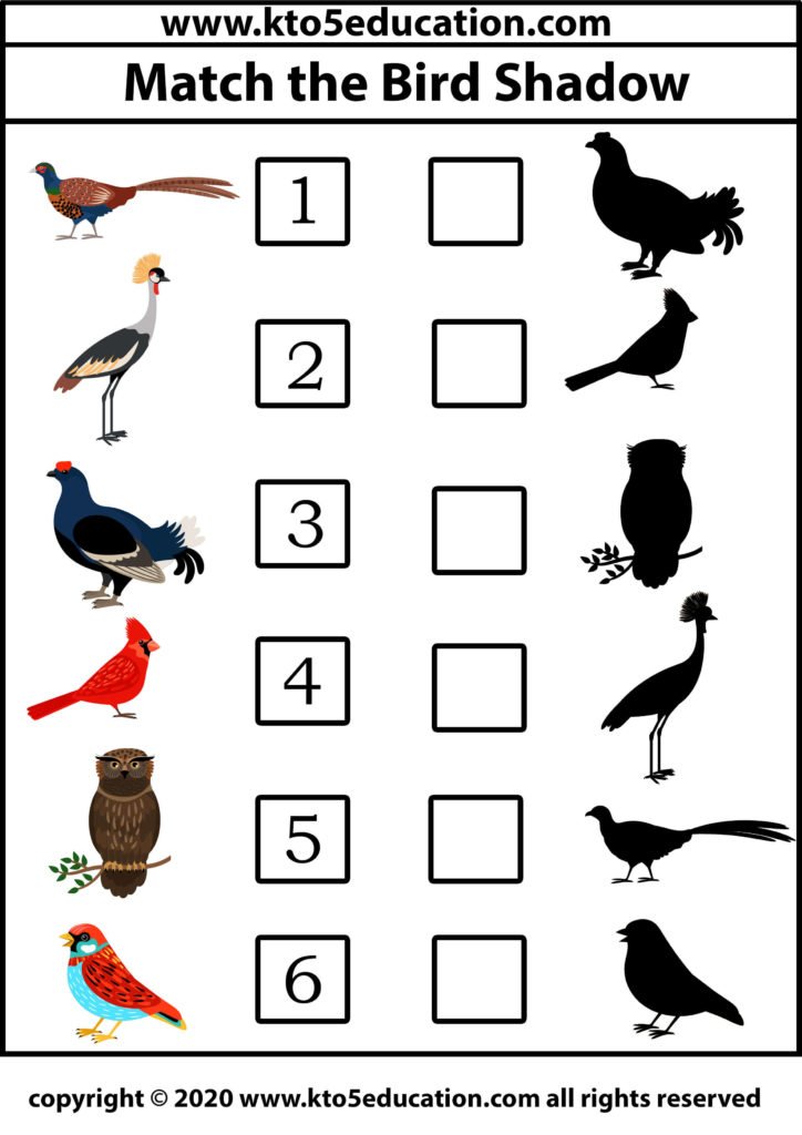 Match The Bird Shadow 5 Worksheet Template | Kto5Education