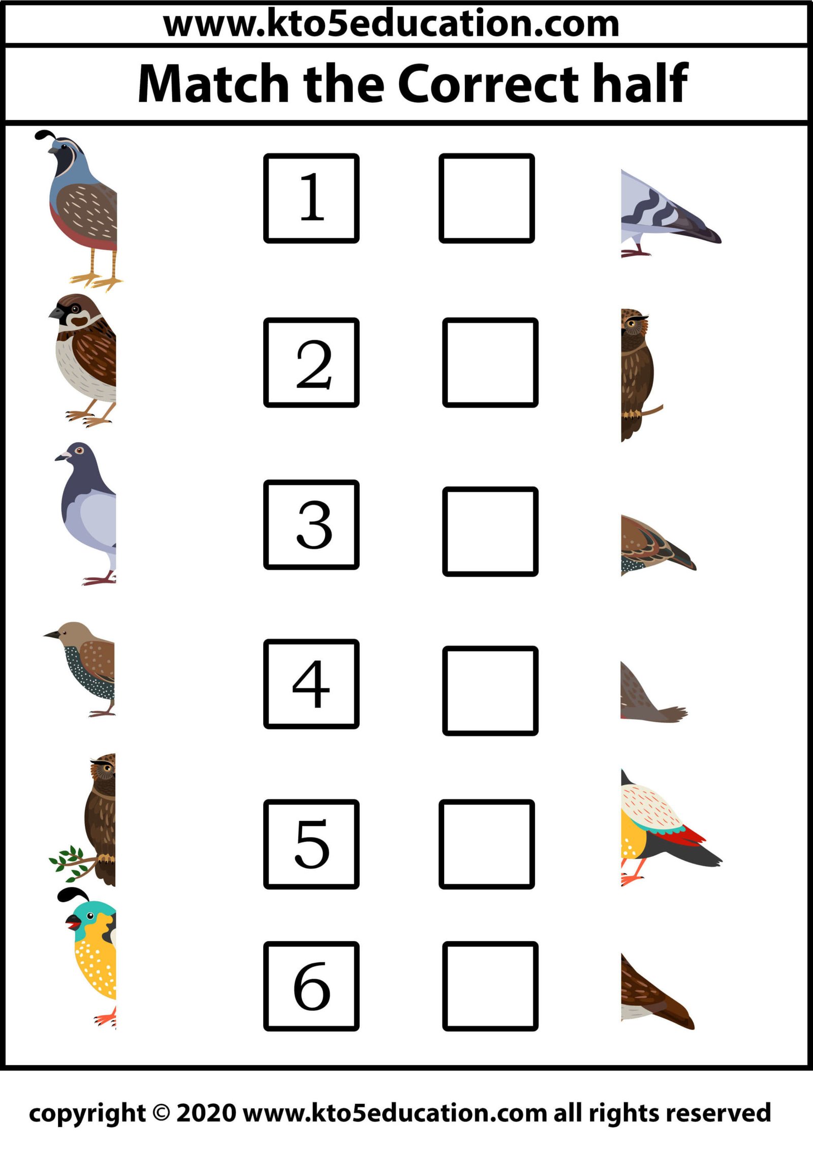 Match the Correct half Bird Worksheet 3