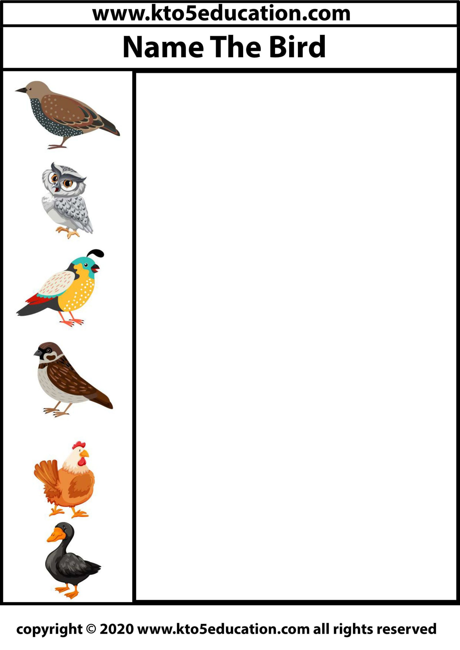 Write the name of the Birds Worksheet 2