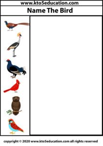 Write the name of the Birds Worksheet 4