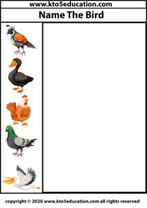 Write the name of the Birds Worksheet 5