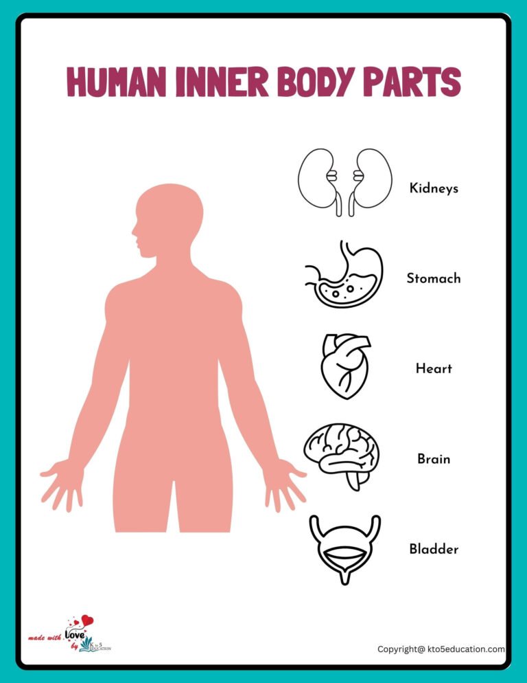 A List Of Body Parts Worksheet | FREE Download