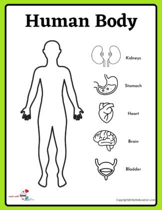 All Internal Parts Name Of Human Body Worksheet | FREE