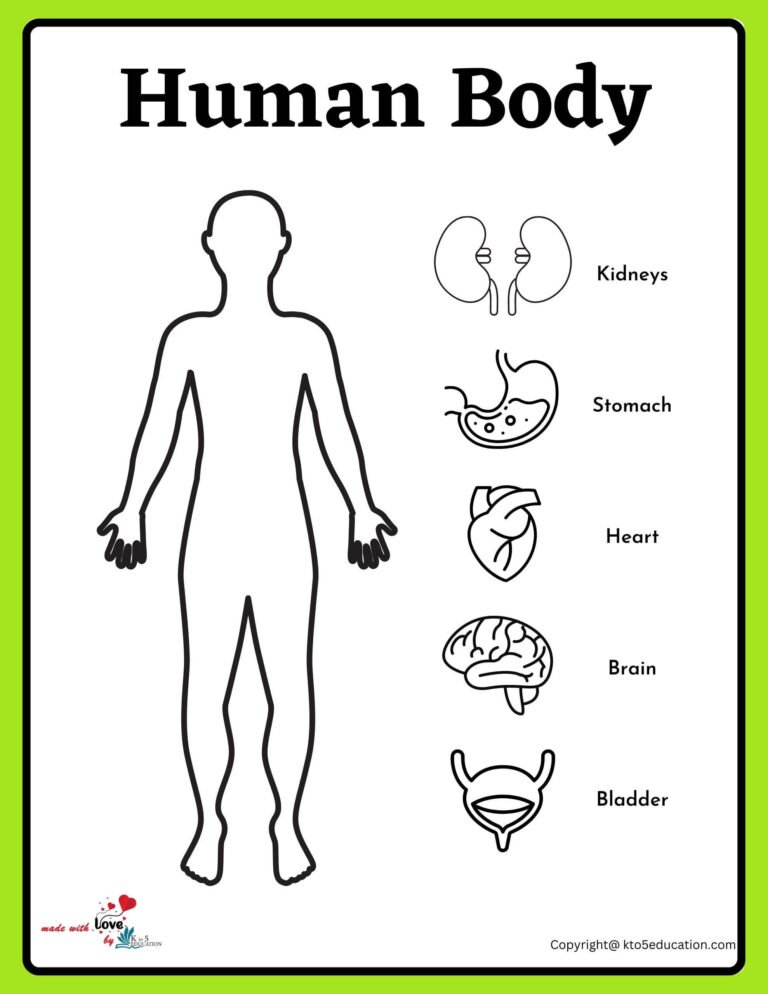 All Internal Parts Name Of Human Body Worksheet | FREE Download