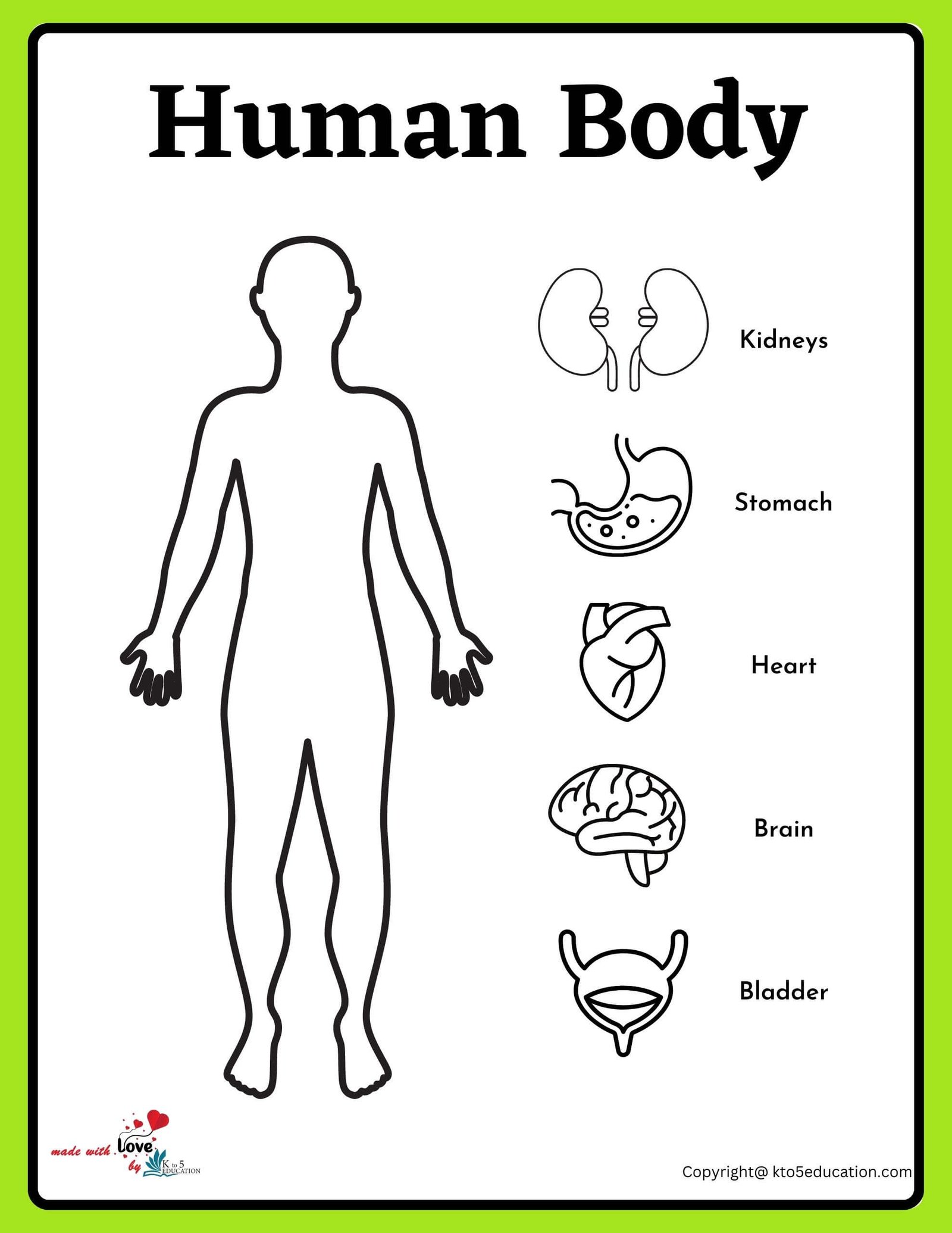 All Internal Parts Name Of Human Body Worksheet