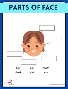 All Parts Of Face Worksheet