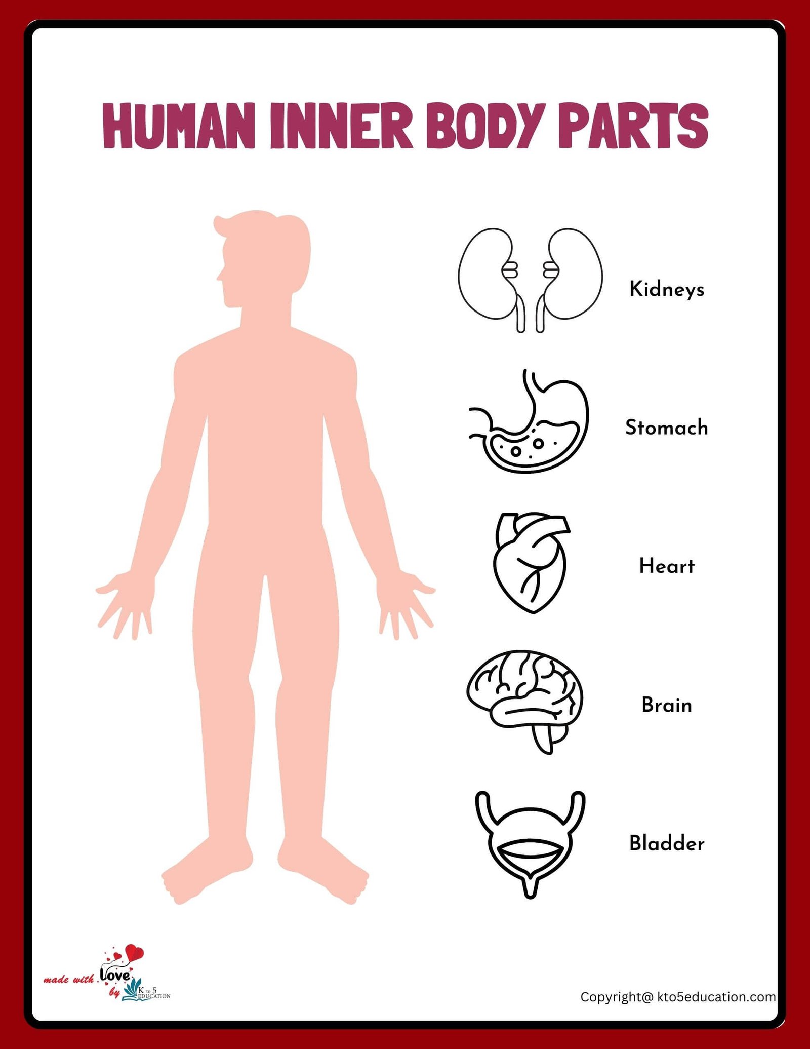 All Parts Of Men Body Worksheet