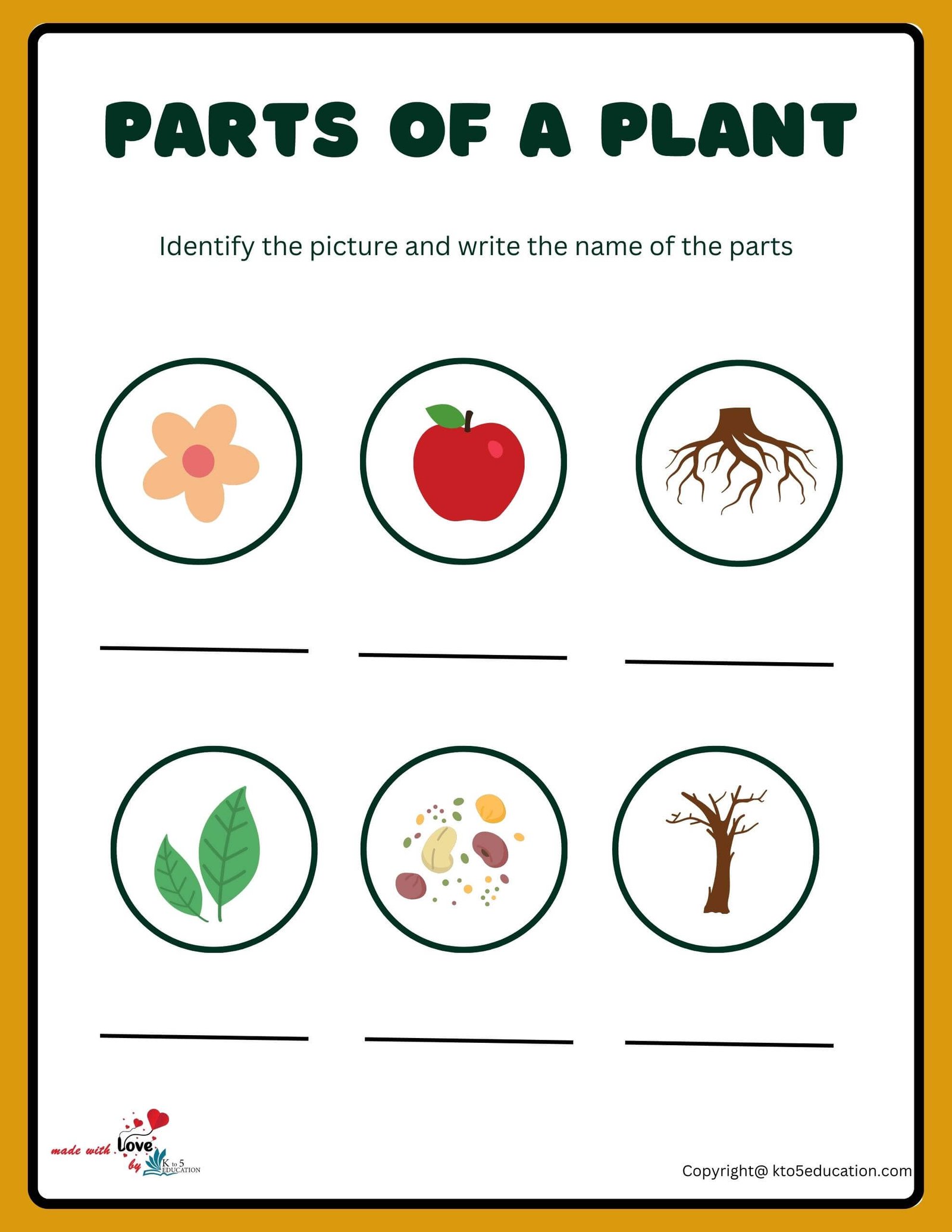 Describe All Parts Of Plants Worksheet