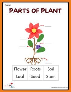 Free Parts Of A Flower Plant Worksheet