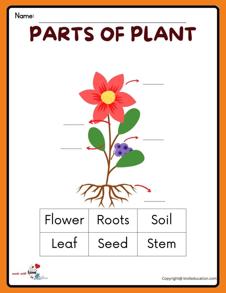 Free Parts Of A Flower Plant Worksheet | FREE Download