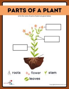 Free Parts Of A Plant Worksheet
