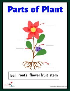 Free Parts Of Flower Plant Worksheet