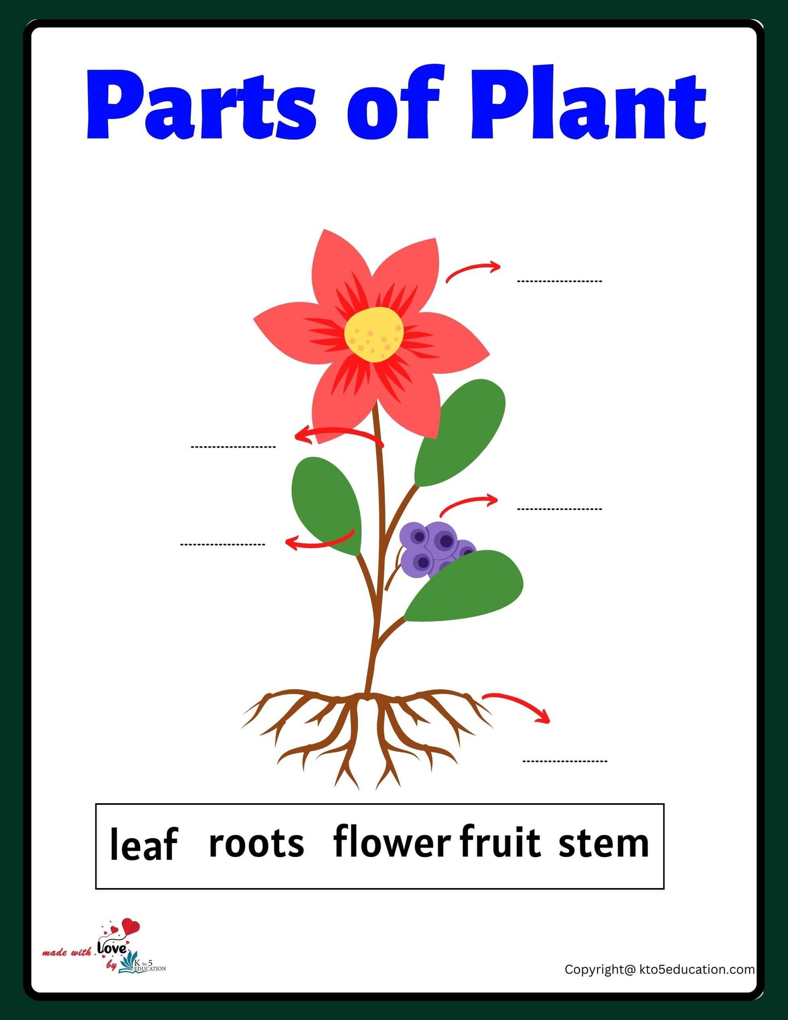 Free Parts Of Flower Plant Worksheet