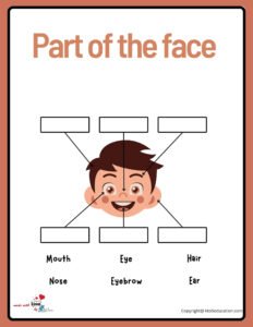 Parts Of A Child Face Worksheet