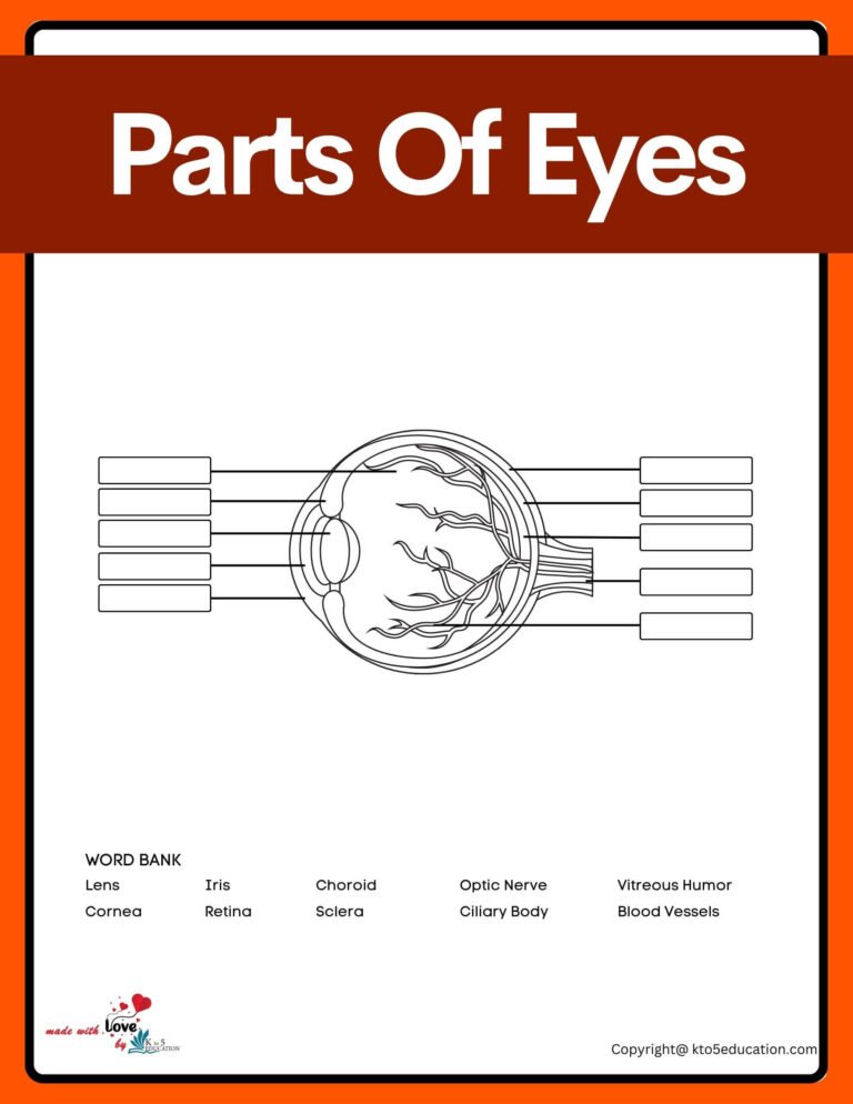 Parts Of A Eye Worksheet | FREE Download