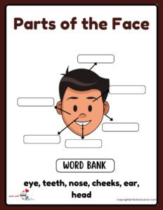 Parts Of A Face Worksheet
