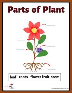 Parts Of A Plants Worksheet