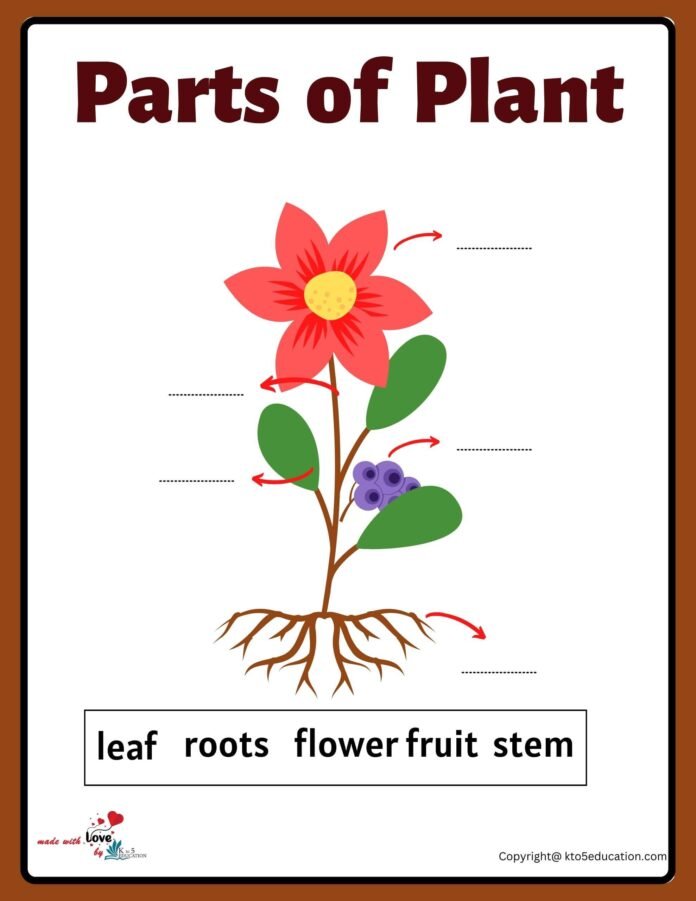 Parts Of A Plants Worksheet | FREE Download