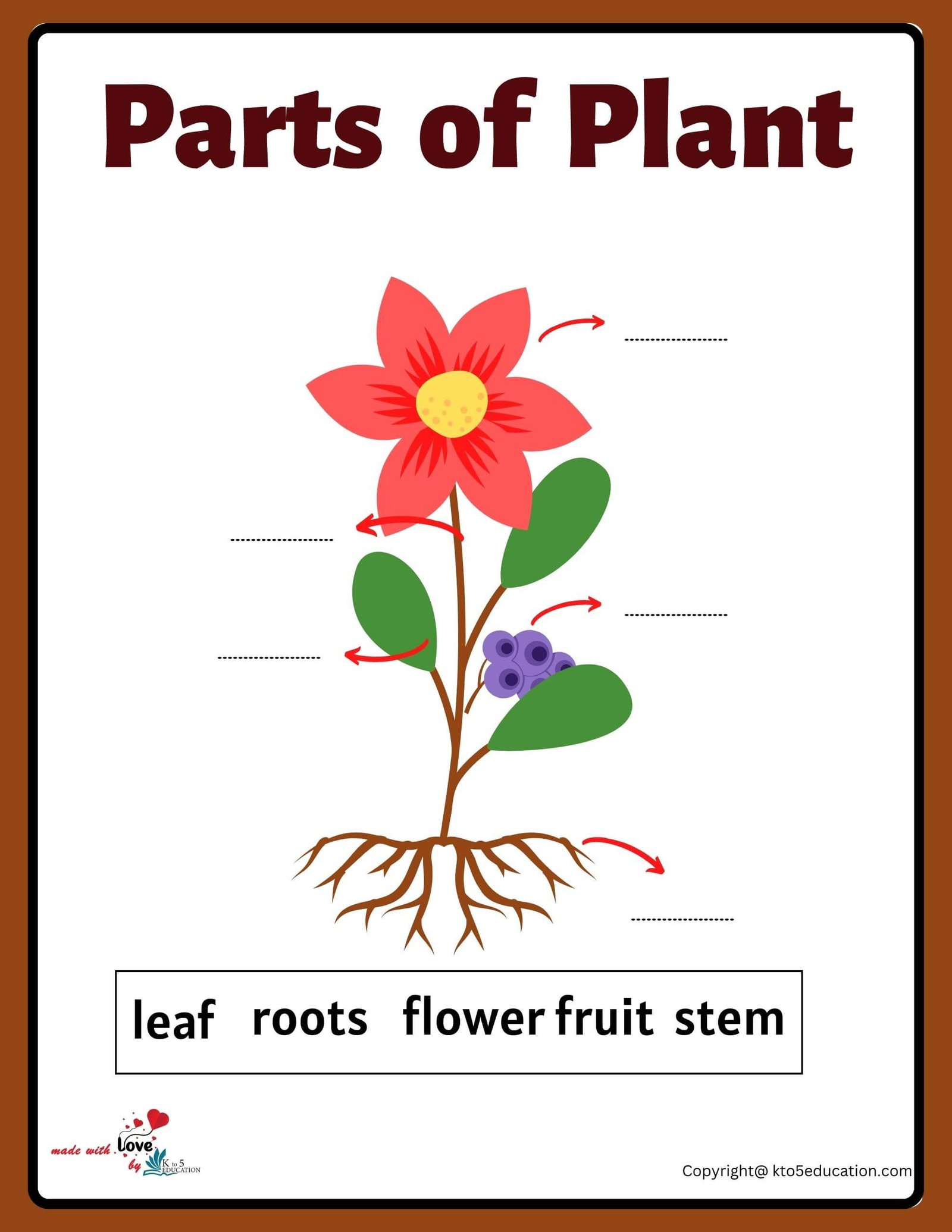 Parts Of A Plants Worksheet