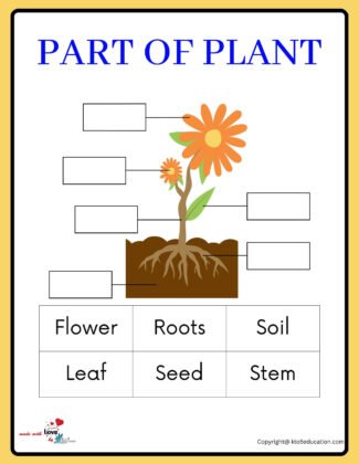 Parts Of Flower Plants Worksheet | FREE Download