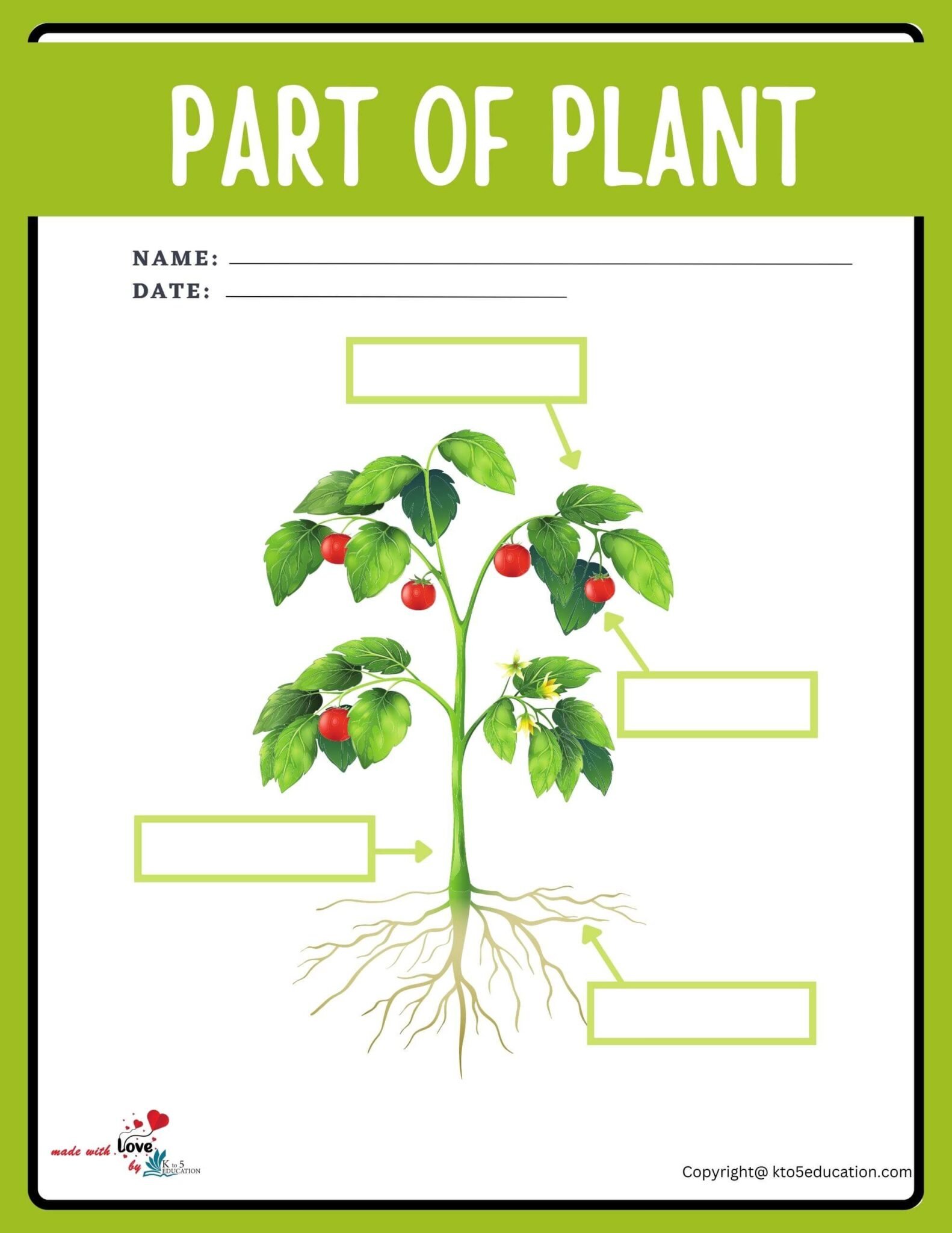 Parts Of Plant Worksheet For Class 3