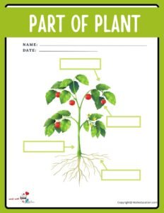 Parts Of Plant Worksheet