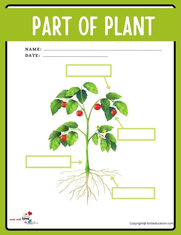 Parts Of Plant Worksheet | FREE Download