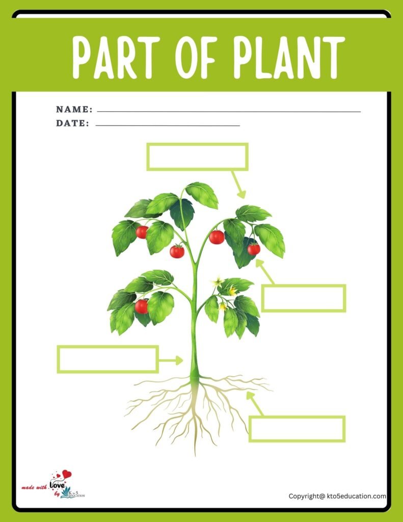 Parts Of Plant Worksheet | FREE Download