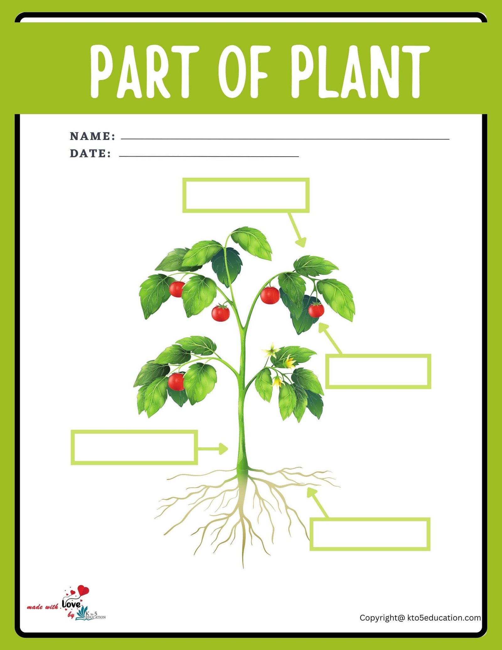 Parts Of Plant Worksheet