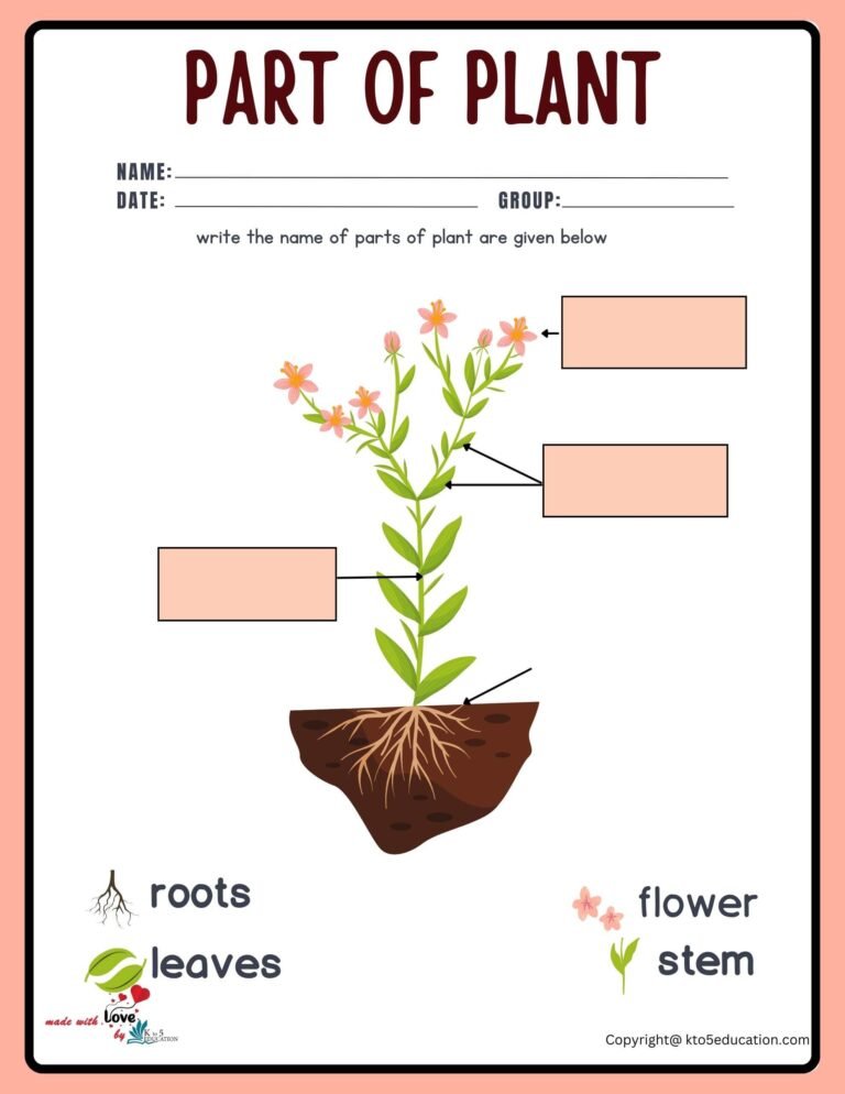 Parts Of Plants Worksheet | FREE Download