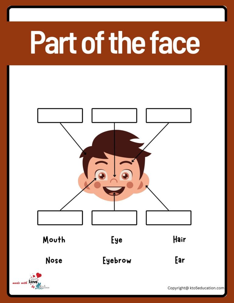 Parts Of The Face Worksheet | FREE Download