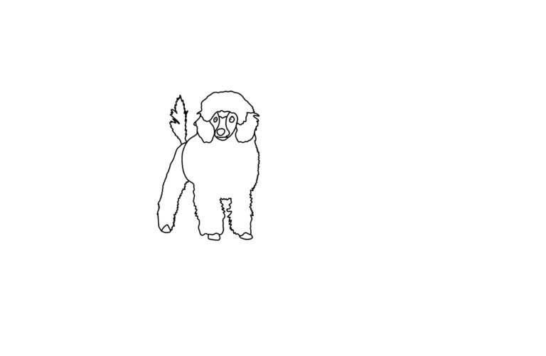 Poodle Coloring Page