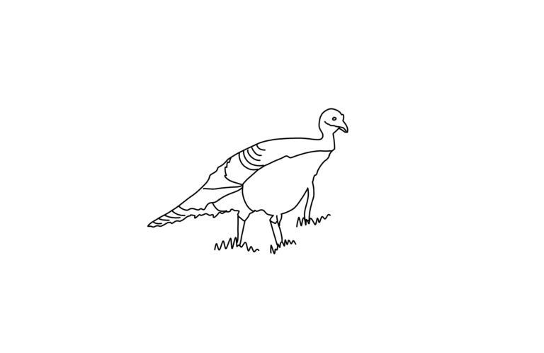 Turkey Coloring Page | FREE Download