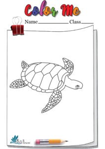 Turtle To Color In