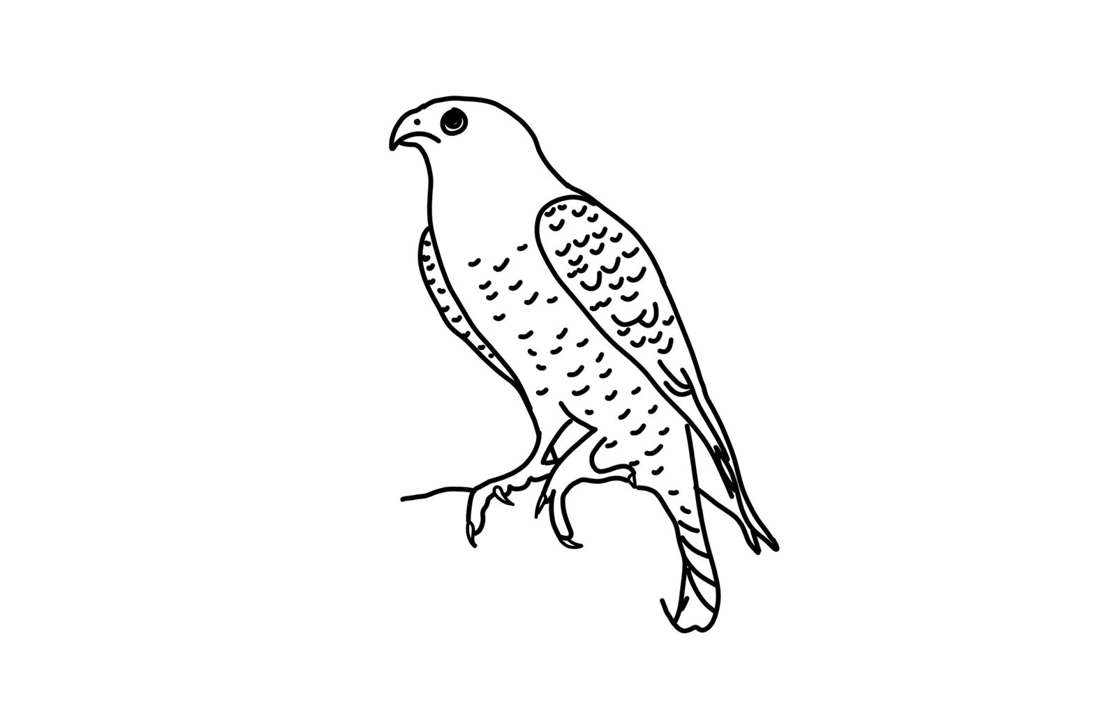 peregrine-falcon coloring page